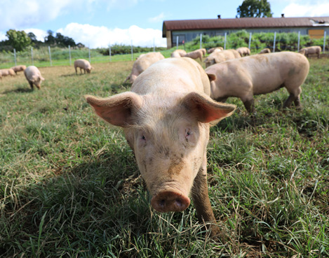 田沢湖のブランド放牧豚。安心・安全を追求し、日本全国・世界へ